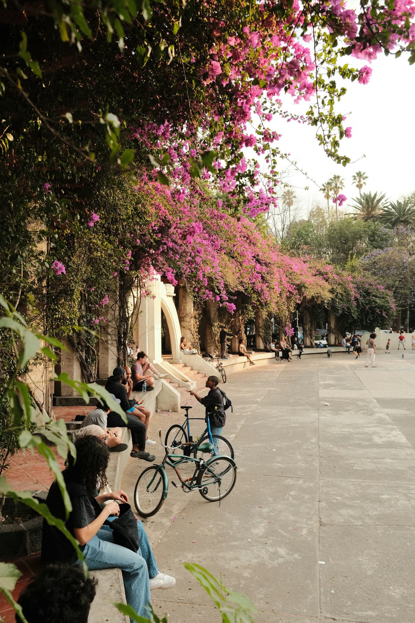People relaxing beside bicycles and pink bougainvillea in a Mexico City park.